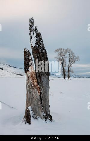 WY04622-00...WYOMING - arbre de coton cassé dans la vallée de Lamar du parc national de Yellowstone. Banque D'Images