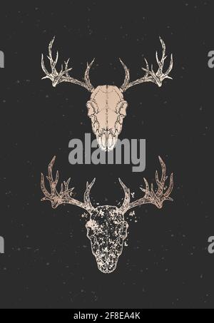 Illustration vectorielle avec deux variantes du crâne de cerf dessiné à la main sur fond noir. Silhouettes dorées et contour avec texture grunge. Pour votre conception, Illustration de Vecteur