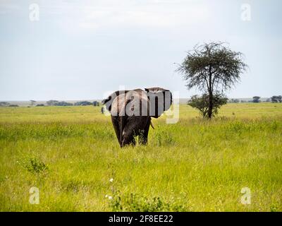 Parc national de Serengeti, Tanzanie, Afrique - 29 février 2020 : arrière d'un éléphant en marche, parc national de Serengeti Banque D'Images