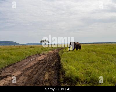 Parc national de Serengeti, Tanzanie, Afrique - 29 février 2020 : éléphant d'Afrique traversant la route de terre du parc national de Serengeti Banque D'Images