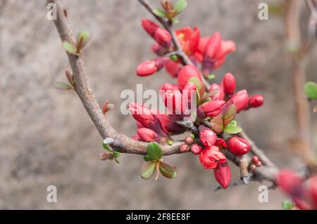 boutons de coing à fleurs rouge-orange sur fond neutre Banque D'Images