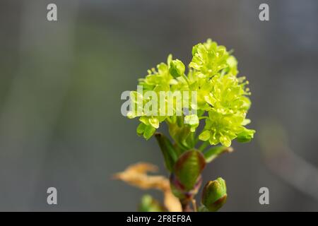 Norvège fleurs d'érable à Springtime Banque D'Images