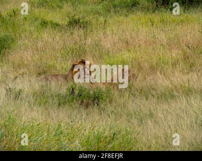 Parc national du Serengeti, Tanzanie, Afrique - 29 février 2020 : le Lion et le Lioness se prélassant dans la grande herbe du parc national du Serengeti Banque D'Images