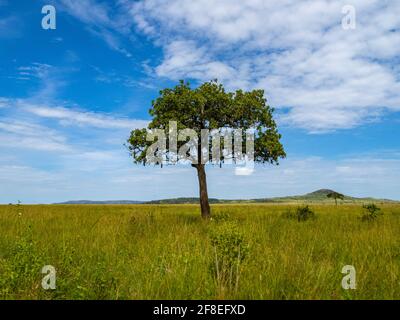 Parc national de Serengeti, Tanzanie, Afrique - 29 février 2020 : Acacia debout seul sur la savane dans le parc national de Serengeti Banque D'Images