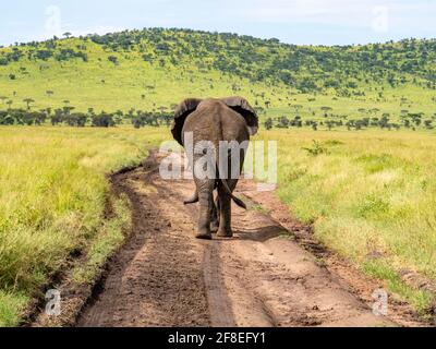 Parc national de Serengeti, Tanzanie, Afrique - 29 février 2020 : après un éléphant d'Afrique qui marche le long de la route de terre et de la Savannah i Banque D'Images