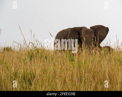 Masaai Mara, Kenya, Afrique - 26 février 2020 : éléphants d'Afrique en herbe sur Safari, réserve de jeux Masaai Mara Banque D'Images