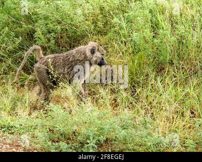 Parc national de Serengeti, Tanzanie, Afrique - 27 février 2020 : babouins sur le côté de la route dans le parc national de Serengeti, Tanzanie Banque D'Images