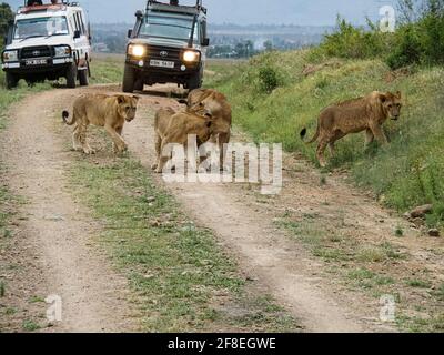 Fierté des Lions voyageant sur Dirt Road, lac Nakuru, Kenya, Afrique Banque D'Images