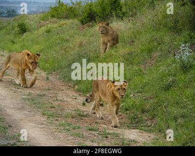 Fierté des Lions voyageant sur Dirt Road, lac Nakuru, Kenya, Afrique Banque D'Images