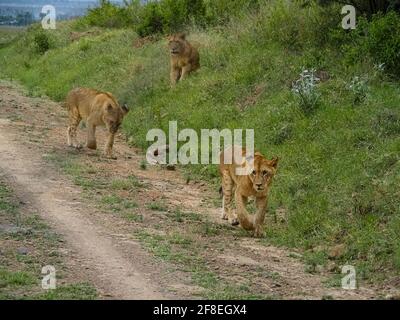 Fierté des Lions voyageant sur Dirt Road, lac Nakuru, Kenya, Afrique Banque D'Images