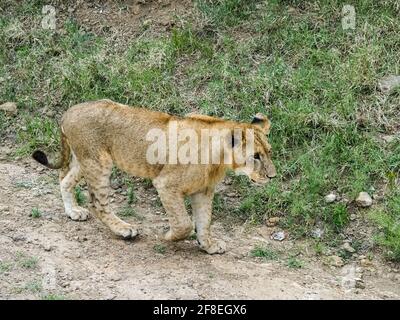 Fierté des Lions voyageant sur Dirt Road, lac Nakuru, Kenya, Afrique Banque D'Images