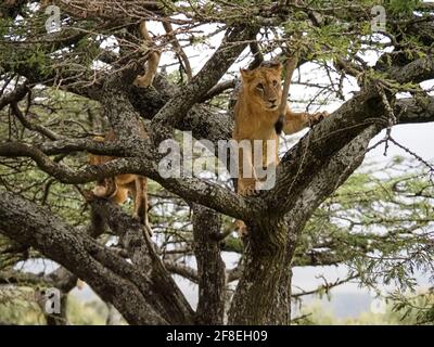 Fierté des lions grimpant l'acacia, parc national du lac Nakuru, Kenya, Afrique Banque D'Images