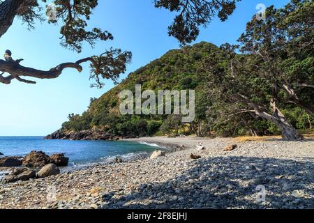 Stony, pittoresque baie de Fantail à l'extrême nord de la péninsule de Coromandel, Nouvelle-Zélande Banque D'Images