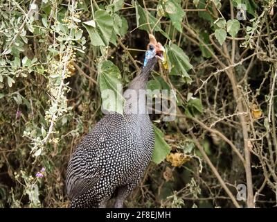 Guinéafowls dans le Bush de la savane africaine, Kenya, Afrique Banque D'Images