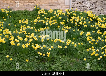 Jonquilles printanières dans le village des cotswolds de Swinbrook, Cotswolds, Oxfordshire, Angleterre Banque D'Images