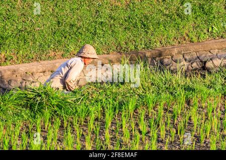 Bali, Indonésie - 6 juillet 2011 : une femme travaille dans les rizières. Le riz est une récolte de base sur l'île Banque D'Images