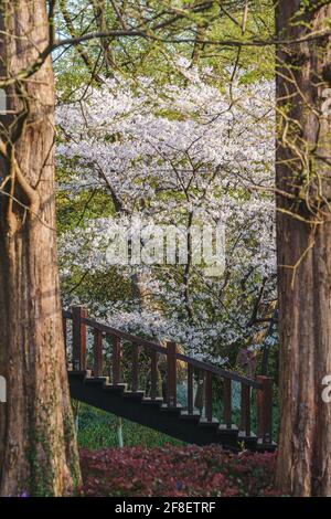 Paysages du matin avec des arbres, des cerisiers en fleurs et un étang dans le jardin Quyuan, un parc public du lac de l'Ouest à Hangzhou, en Chine Banque D'Images