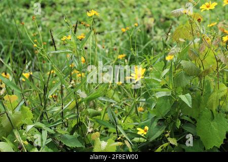 Petite fleur jaune Heliopsis helianthoides également connue sous le nom de faux tournesol dans un jardin à l'extérieur Banque D'Images