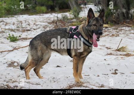 Profil d'un beau chien adulte allemand Shepard, à la race pure, debout à l'extérieur sur du sable avec un col complet. Banque D'Images
