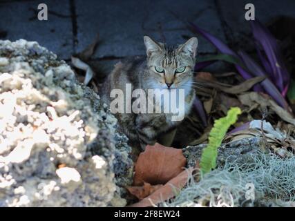 Angry tabby chat avec la caméra, à l'extérieur. Banque D'Images