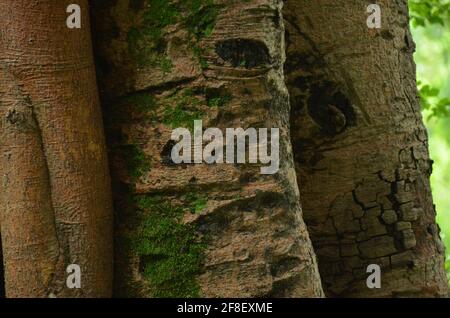 Gros plan du champignon vert sur le grand arbre banyan Banque D'Images