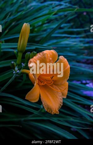 Une fleur de nénuphars orange dans le jardin Banque D'Images
