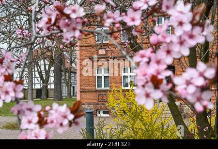 12 avril 2021, Brandebourg, Schönewalde : plusieurs plantes ligneuses sont en pleine floraison dans la petite ville de Schönewalde, dans le quartier Elbe-Elster. De nombreux métiers d'art et autres petites entreprises se sont installés autour de Schönewalde depuis 1990. Schönewalde et les villages environnants ont un total d'environ 3200 habitants. La région se trouve entre la Fläming et le Lauritz. Photo: Patrick Pleul/dpa-Zentralbild/ZB Banque D'Images