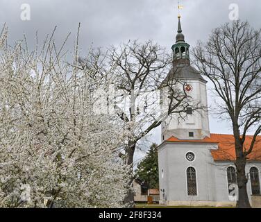 12 avril 2021, Brandebourg, Schönewalde : un arbuste en face de l'église protestante dans la petite ville de Schönewalde, dans le district d'Elbe-Elster, est plein de fleurs blanches. De nombreux métiers d'art et autres petites entreprises se sont installés autour de Schönewalde depuis 1990. Schönewalde et les villages environnants ont ensemble environ 3200 habitants. La région se trouve entre la Fläming et le Lauritz. Photo: Patrick Pleul/dpa-Zentralbild/ZB Banque D'Images