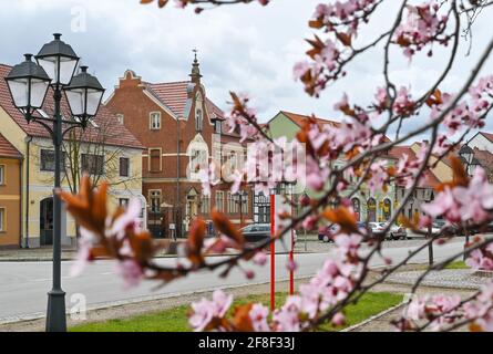 12 avril 2021, Brandebourg, Schönewalde : plusieurs plantes ligneuses sont en pleine floraison dans la petite ville de Schönewalde, dans le quartier Elbe-Elster. De nombreux métiers d'art et autres petites entreprises se sont installés autour de Schönewalde depuis 1990. Schönewalde et les villages environnants ont un total d'environ 3200 habitants. La région se trouve entre la Fläming et le Lauritz. Photo: Patrick Pleul/dpa-Zentralbild/ZB Banque D'Images