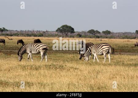 Zebra dans la savane dans le parc national de Savuti Botswana Banque D'Images