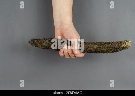 Tripe de bœuf séché et main mâle sur fond gris. La main tient le bâton de l'estomac de la vache. Gâteries naturelles pour chiens. Produits pour animaux de compagnie. Banque D'Images