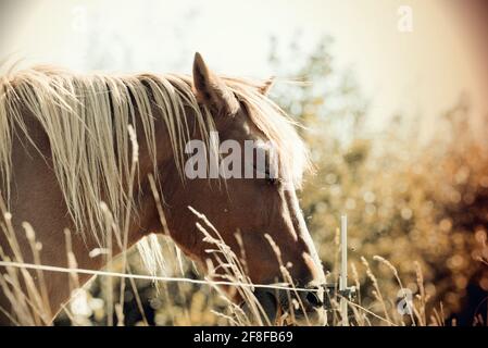 Un cheval dans un pré Banque D'Images