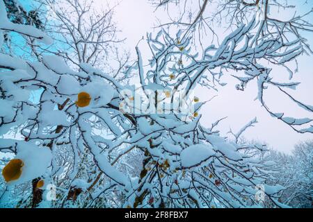 Feuilles recouvertes de neige sur les branches Banque D'Images
