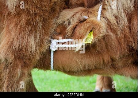 Un veau des Highlands suce sa mère lors d'un spectacle rural dans le Yorkshire, au Royaume-Uni. Banque D'Images