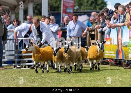 Les mules écossaises sont jugées au Royal Highland show en 2019. Édimbourg, Royaume-Uni. Banque D'Images