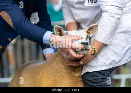 Juger les moutons Beltex au Royal Highland show en 2019. Banque D'Images