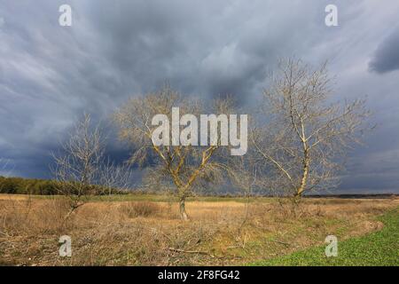 arbres sans feuilles au printemps près du champ agricole sous l'orage nuages dans le ciel Banque D'Images