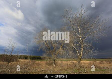 arbres sans feuilles au printemps près du champ agricole sous lourd ciel avec nuages orageux Banque D'Images