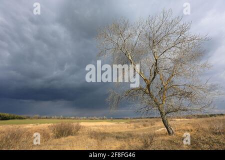 seul arbre sans feuilles sur la prairie de printemps sous les nuages d'orage dedans ciel Banque D'Images