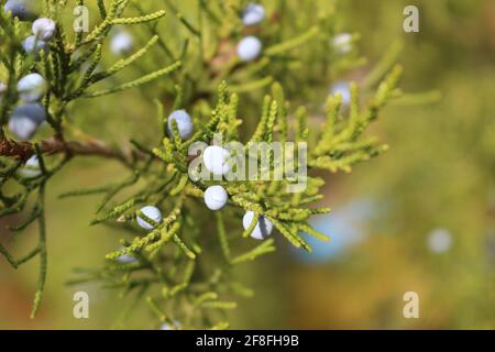 Branche de baies de Juniper, nature sauvage macro, mûre Banque D'Images