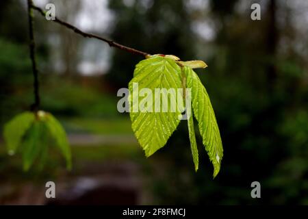 Carpinus betulus L. -gros plan d'une jeune feuille fraîche d'un charme après une douche de pluie au printemps Banque D'Images