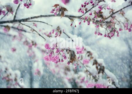 La cerise rose fleurit sous une tempête de neige intense inattendue au printemps, recouverte de neige et de flocons de neige Banque D'Images