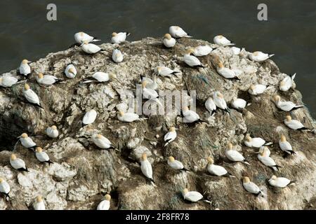 Les falaises de craie de Bempton sont le seul site de nidification continental en Angleterre pour le Gannet. Des milliers de couples arrivent chaque année sur des sites traditionnels Banque D'Images