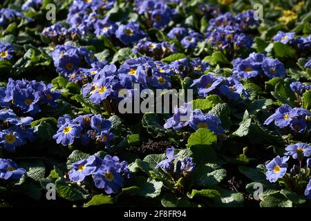 Plan horizontal de fleurs alpines Forget-me-not (Myosotis asiatica) Banque D'Images