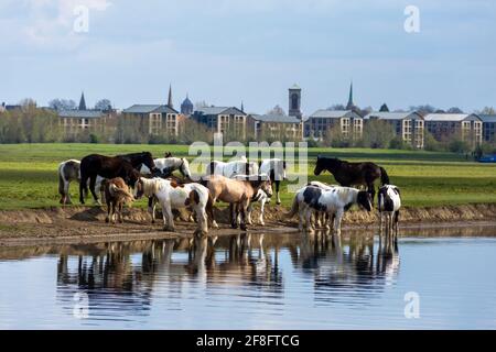 Un troupeau de chevaux qui boivent et broutage au bord de la Tamise, Oxfordshire, Angleterre Royaume-Uni. Au loin est Oxford City dans le soleil de printemps Banque D'Images