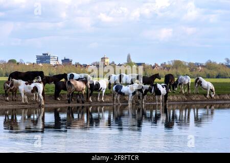 Un troupeau de chevaux qui boivent et broutage au bord de la Tamise, Oxfordshire, Angleterre Royaume-Uni. Au loin est Oxford City dans le soleil de printemps Banque D'Images