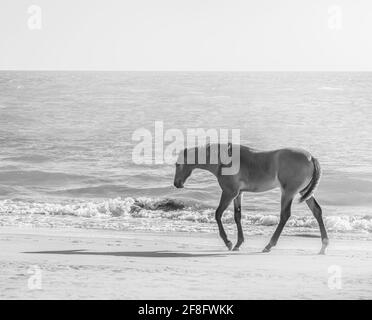 Photo en niveaux de gris d'un cheval marchant sur la plage Banque D'Images