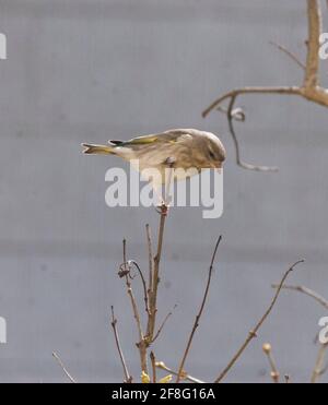 EUROPEAN GREENFINCH au sommet de l'arbre au printemps Chloris Chloris Banque D'Images