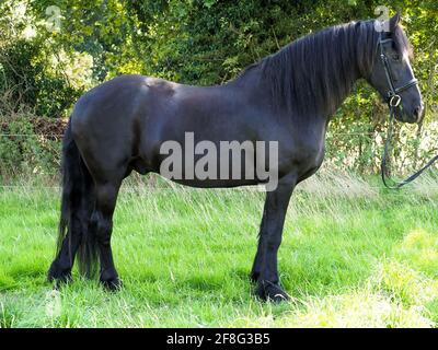 Une photo d'un beau cheval de la Frise dans une bride de chicane. Banque D'Images
