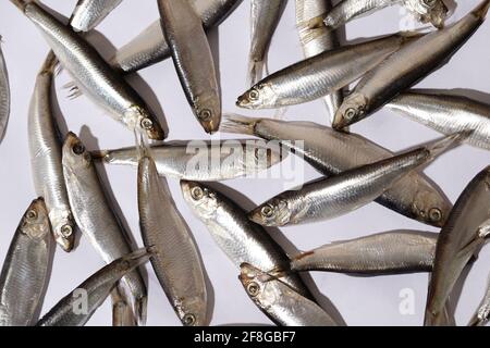 Poisson de fond sur blanc, fruits de mer frais, pêche Banque D'Images